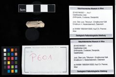 Foto (Objekt + Etikett) von Galatheoidea indet.  (NHMW-GEO-2014-0194-0601)